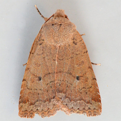 9941 Variable Sallow - Sericaglaea signata