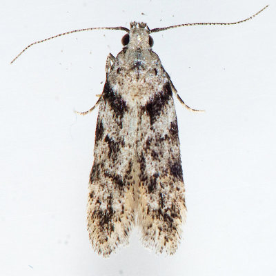 1874 Pseudotelphusa quercinigracella