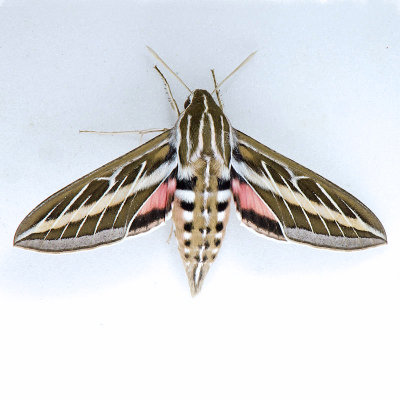 7894 White-lined Sphinx - Hyles lineata