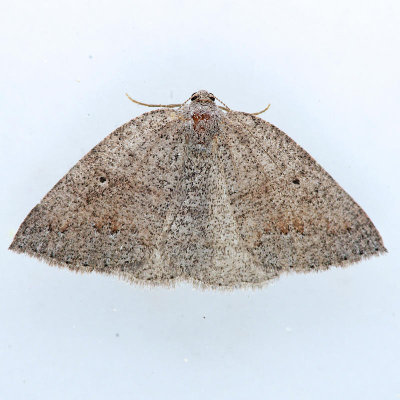 6682  Spurred Wave Moth  Drepanulatrix unicalcararia ?