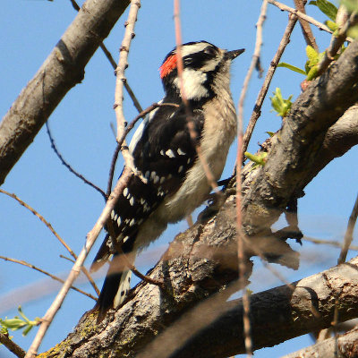 Downy Woodpecker 