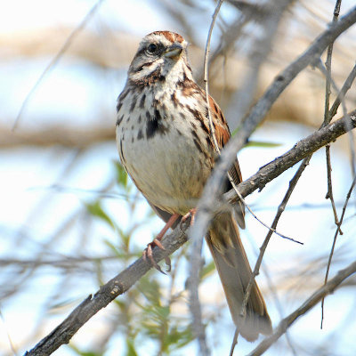 Song Sparrow 