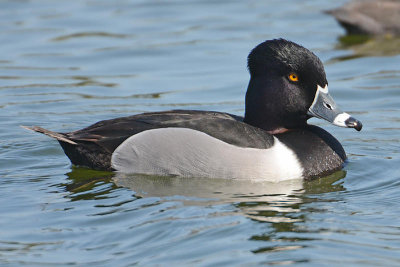 Ring-necked Duck 