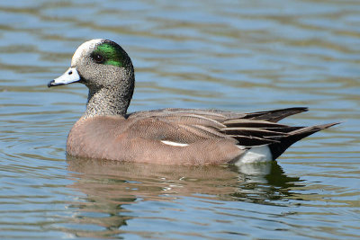 American Widgeon 