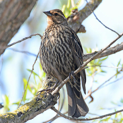 Red-winged Blackbird- female