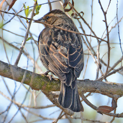 Red-winged Blackbird - female