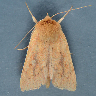 10607 V-lined Quaker Moth - Zosteropoda hirtipes