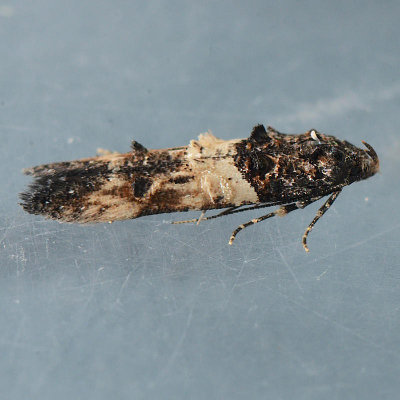 1615 Sweet Clover Root Borer - Walshia miscecolorella