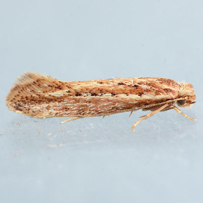 2400.98 Ypsolopha n-sp 