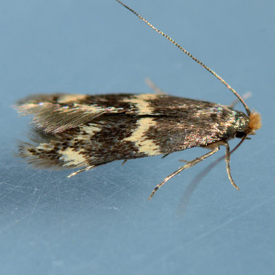 434 Yellow V Moth  Oinophila v-flava