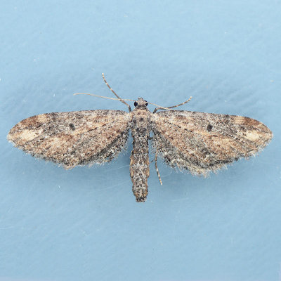 7587  Eupithecia subapicata