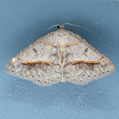 6396 Dark-bordered Granite Moth  Digrammia neptaria