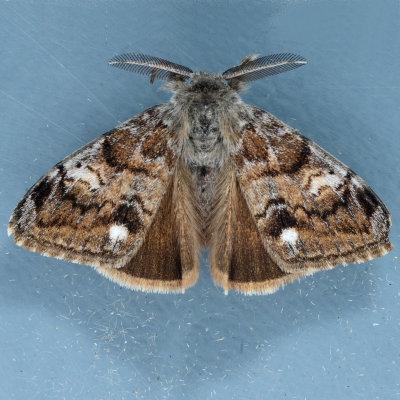 8309  Western Tussock Moth - Orgyia vetusta 