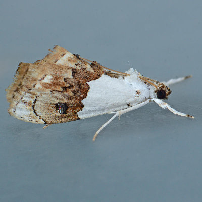 4886 Lipocosma albinibasalis