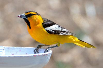 Male Bullock's Oriole