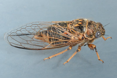 Okanagana Cicada - Okanagana vanduzeei