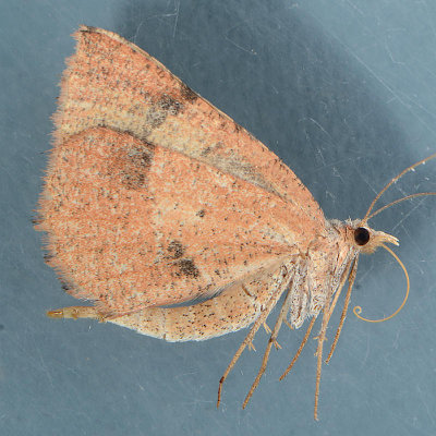 6672  Sericosema juturnaria  Bordered Fawn Moth