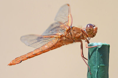 Flame Skimmer