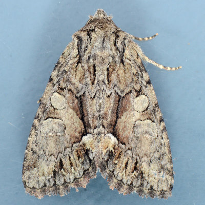10317 Capsule Moth  Hadena capsularis