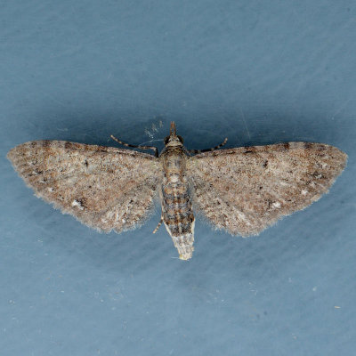 7474 Common Eupithecia  Eupithecia miserulata 