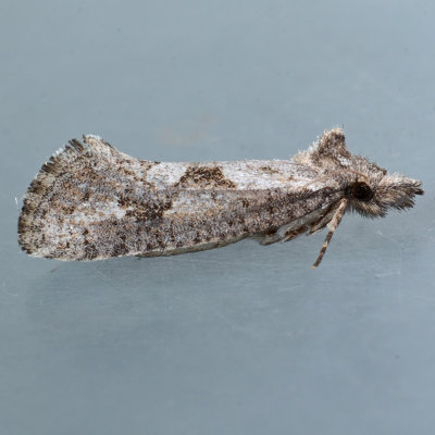 Acrolophus