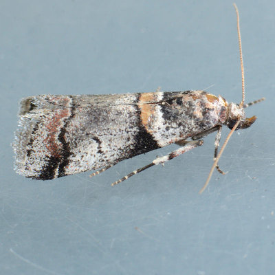 5655 Destructive Pruneworm Moth   Acrobasis tricolorella 