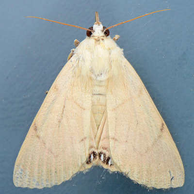 8558  Palm Flower Moth  Litoprosopus coachella