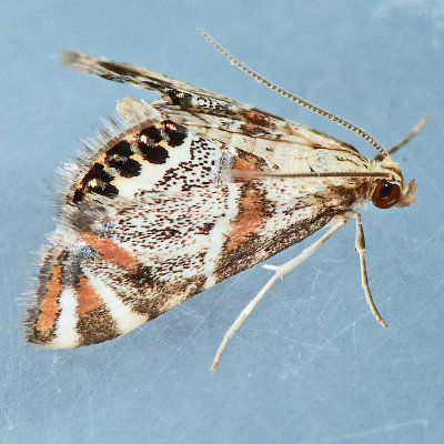 4775 Petrophila jaliscalis