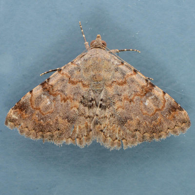 8672 Bird Toxonprucha – Toxonprucha volucris