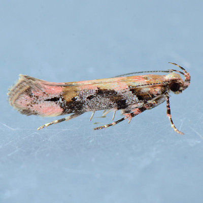 Unidentified Gelechiidae