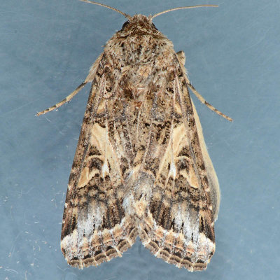 9667 or 9669 Spodoptera praefica or S. ornithogalli
