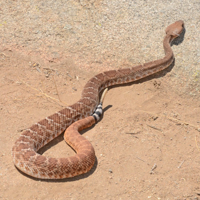 Red Diamond Rattlesnake at Santee Boulders 3