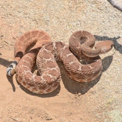 Red Diamond Rattlesnake at Santee Boulders 4
