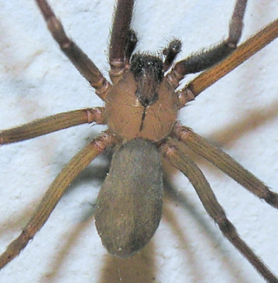 Brown Recluse spider - Venomous!