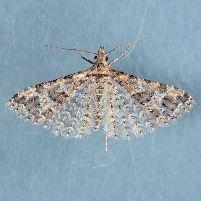 2313 Six-plume Moth  Alucita montana