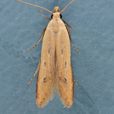 2272 Soybean Webworm Moth  Brachyacma palpigera