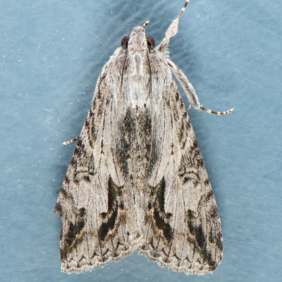 8607 Merry Melipotis Moth  Melipotis jucunda