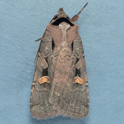 10991 Adelphagrotis indeterminata