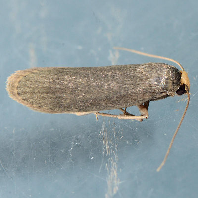 5623 Lesser Wax Moth  Achroia grisella 