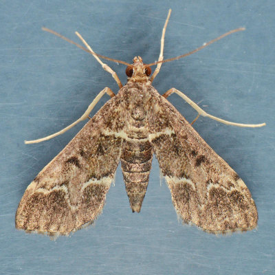 5156.5  Duponchelia fovealis female