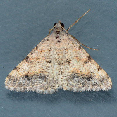 6381 Creosote Moth  Digrammia colorata