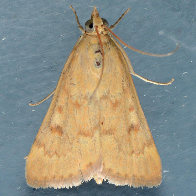4975 Garden Webworm Moth  Achyra rantalis