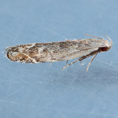 1848  Leucogoniella californica