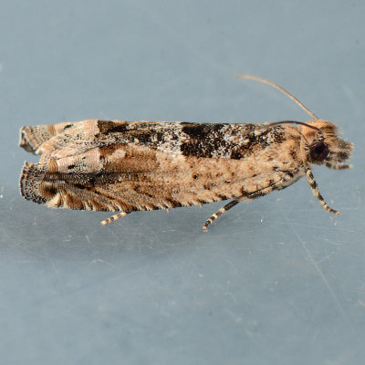 3274 Cotton Tipworm Moth - Crocidosema plebejana