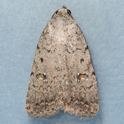 9656 Civil Rustic Moth  Caradrina montana