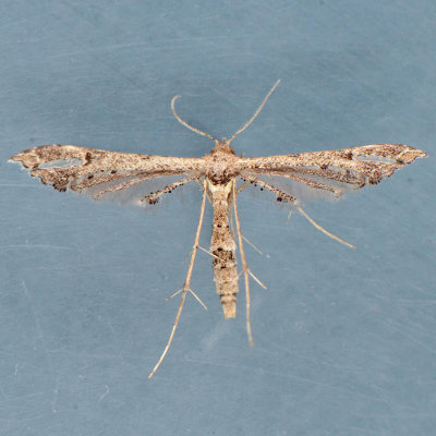 6119 Lantana plume Moth - Lantanophaga pusillidactylus 