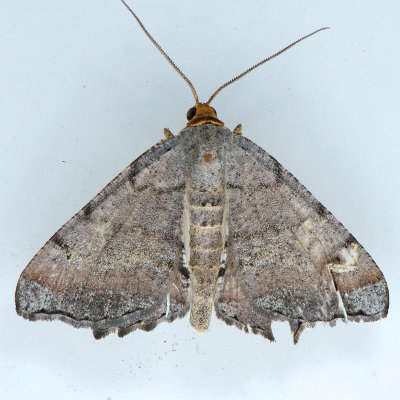 6340 Minor Angle Moth  Macaria minorata