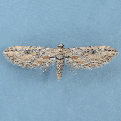 7586  Eupithecia acutipennis 