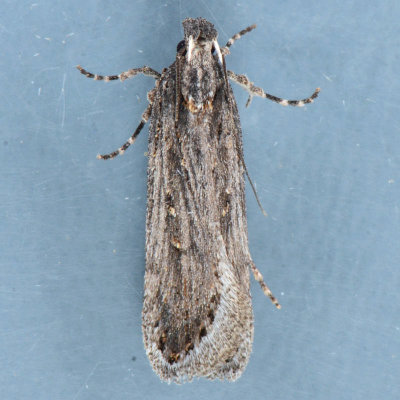 2098  Chionodes notandella