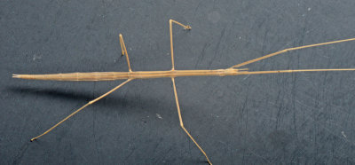 Western Short-horn Walkingstick - Parabacillus hesperus